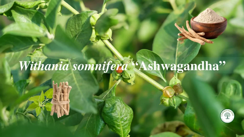Qué es la ashwagandha