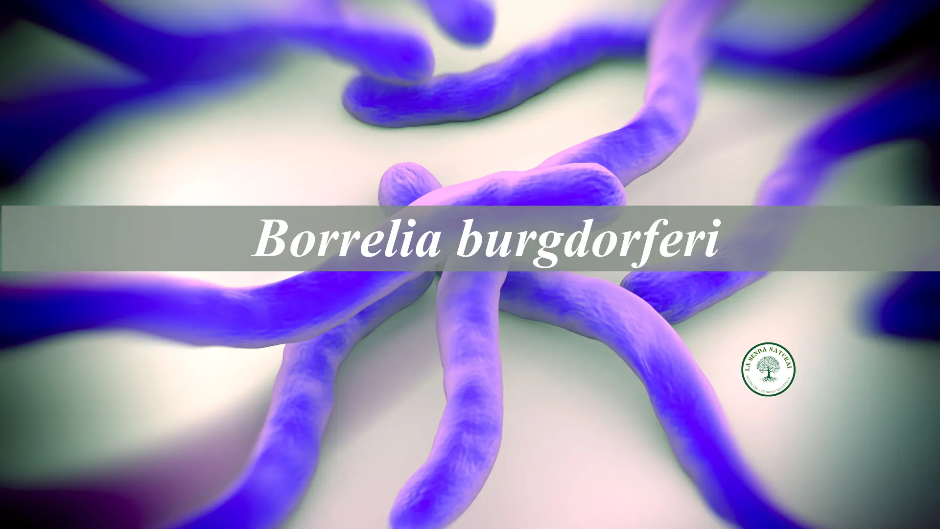 Borrelia y parálisis de Bell