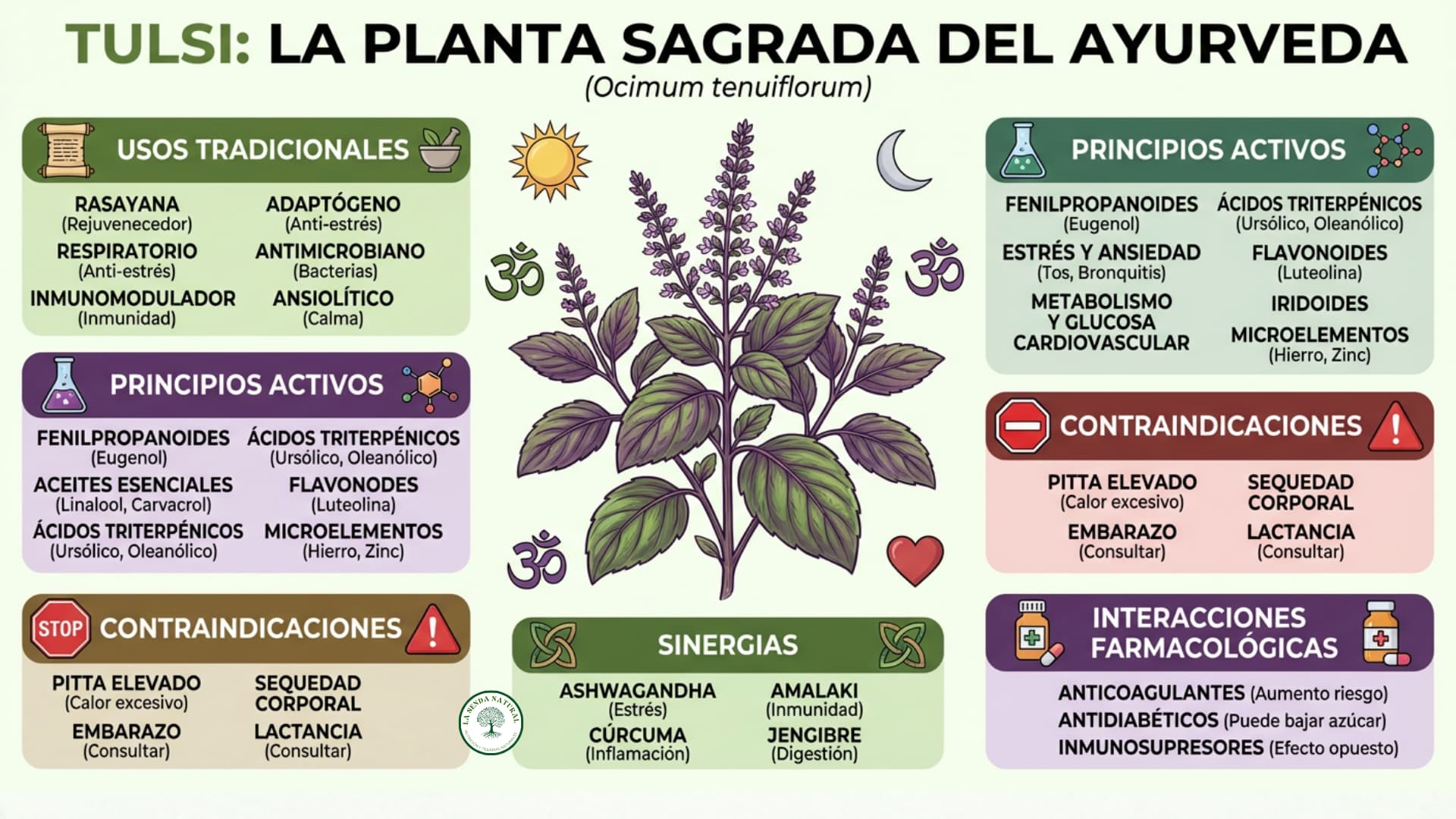 Infografía médica de la Albahaca santa "Tulsi"