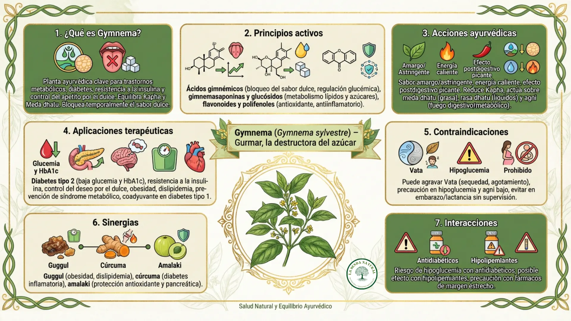 Gymnema sylvestre-Gurmar