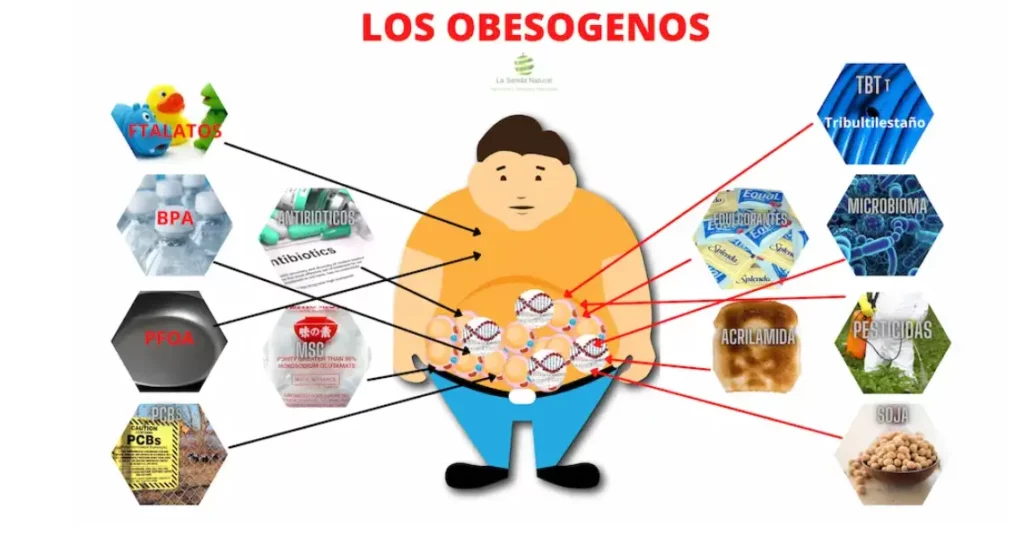 Qué son los obesógenos