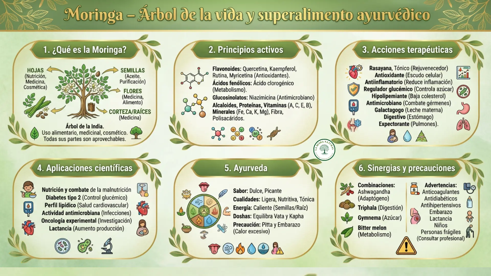 Moringa el arbol de Dios