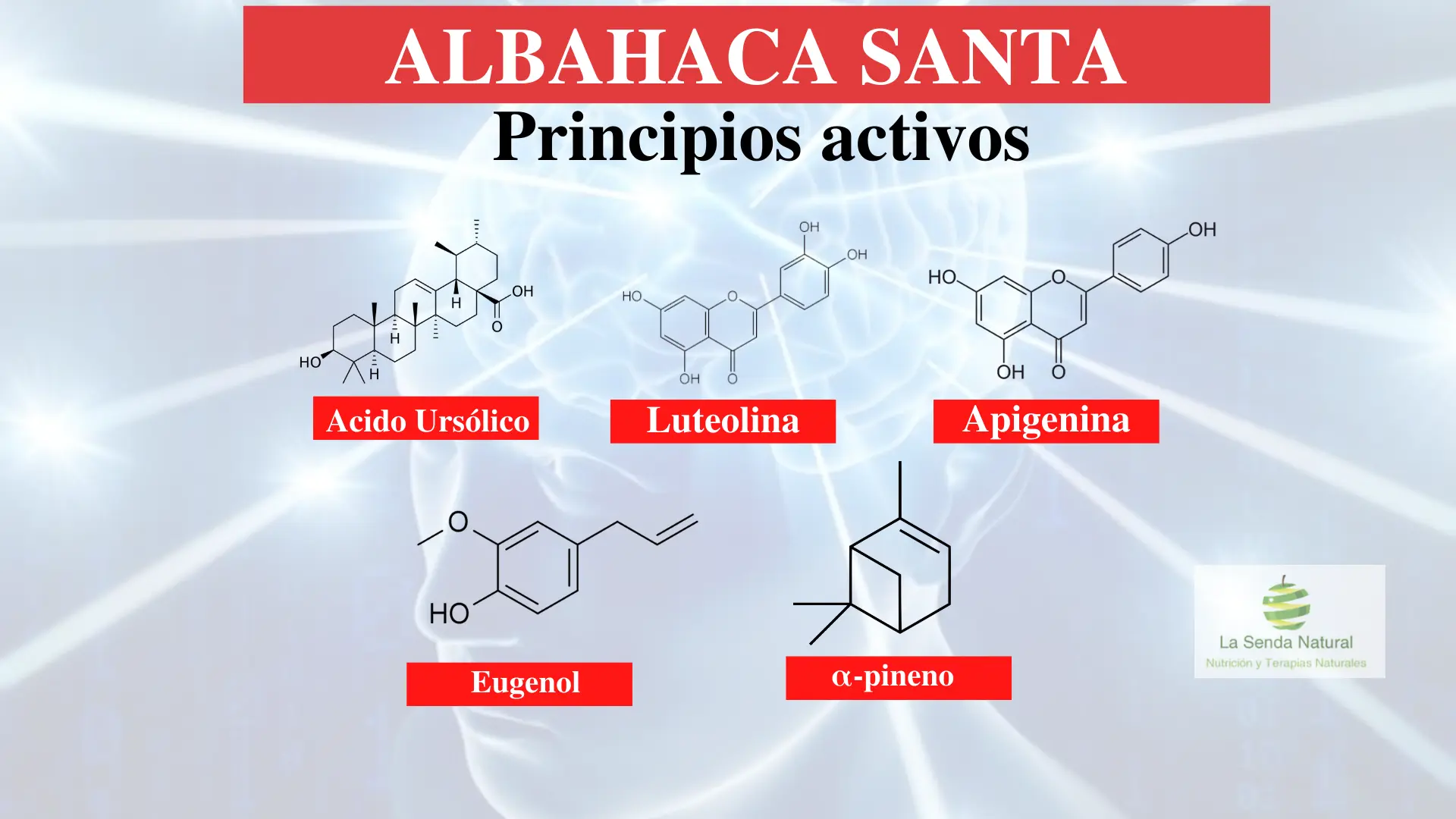 Principios activos de la albahaca santa