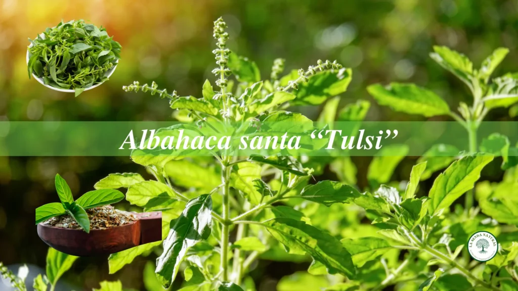 Qué es el Tulsi