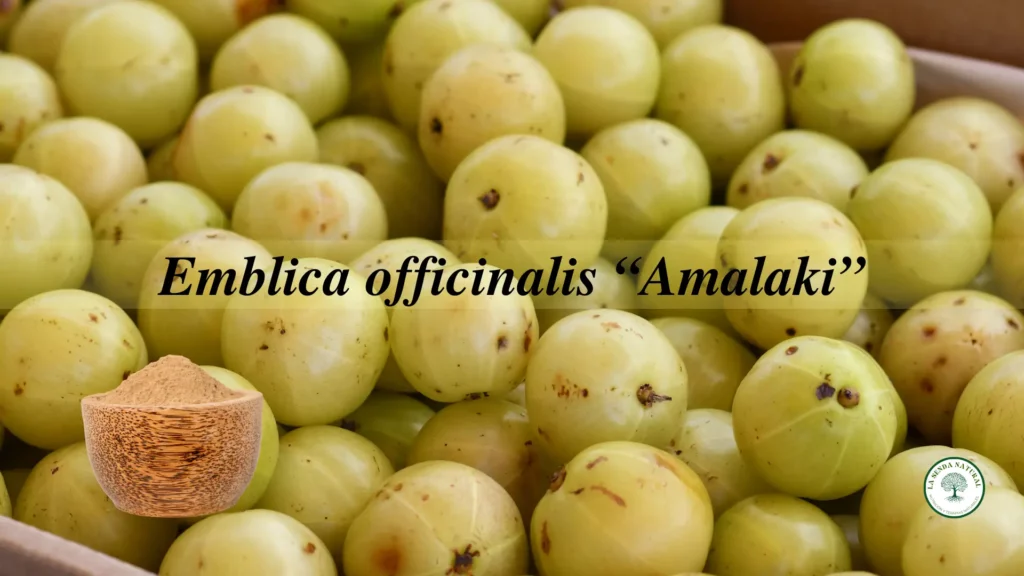 Qué es el amalaki