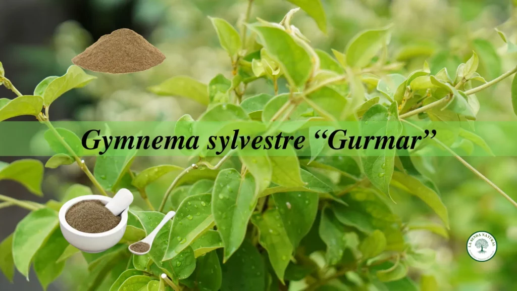 Qué es la Gymnema