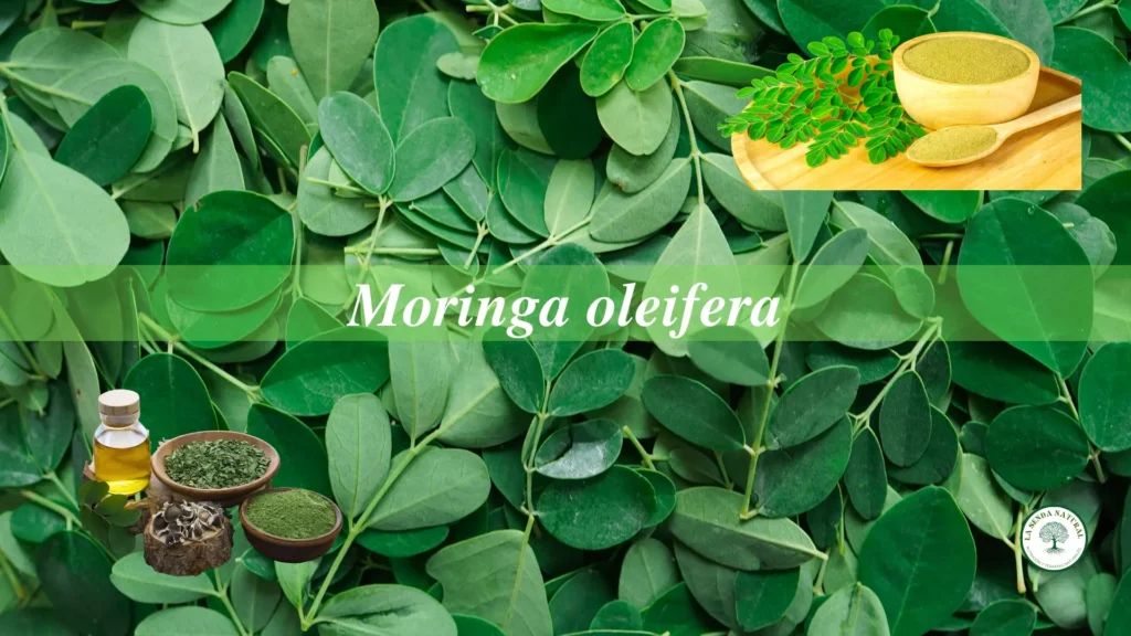 Moringa oleifera