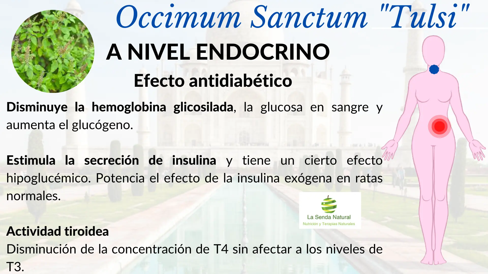 Tulsi a nivel endocrino