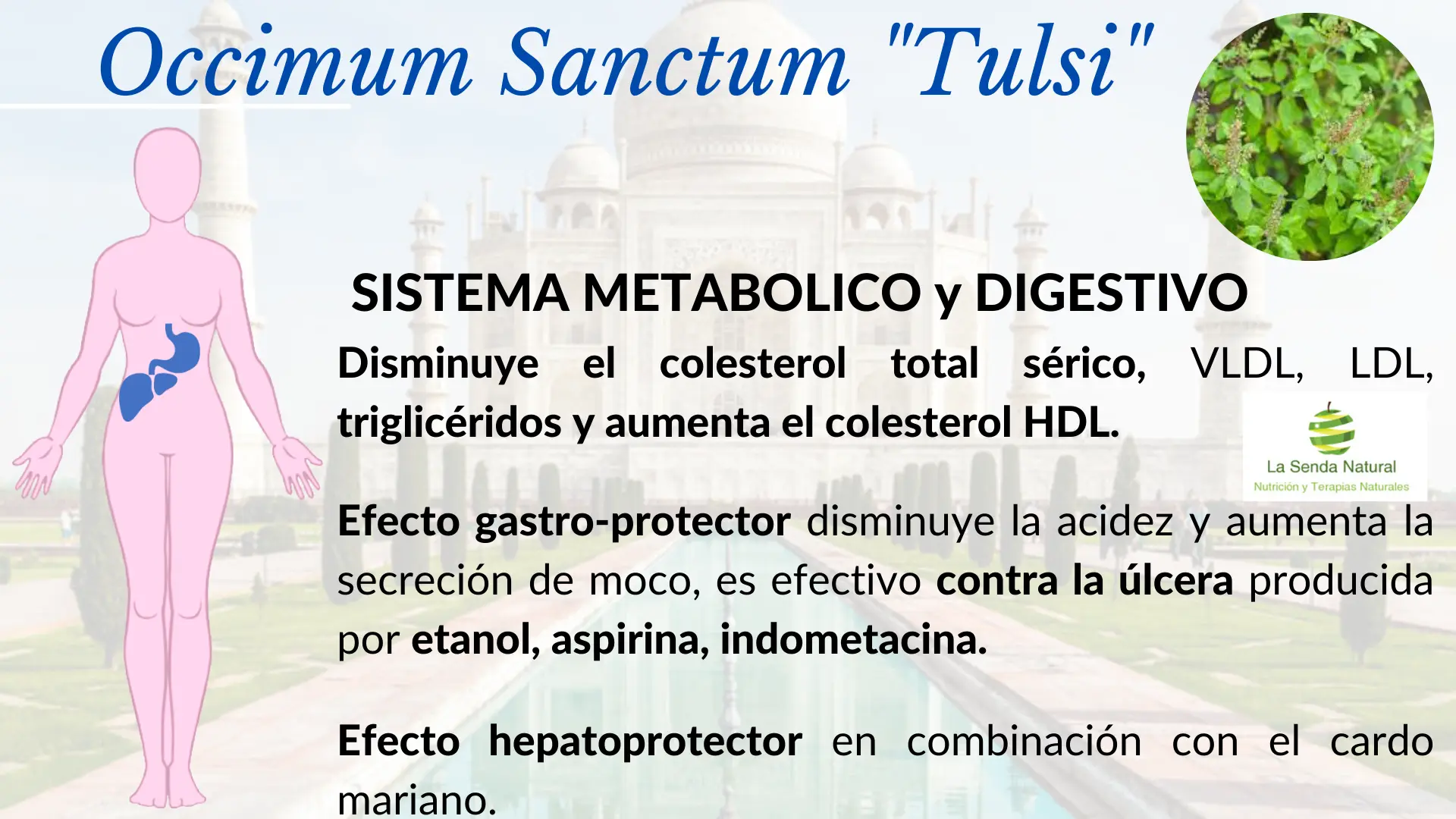 Tulsi a nivel metabólico