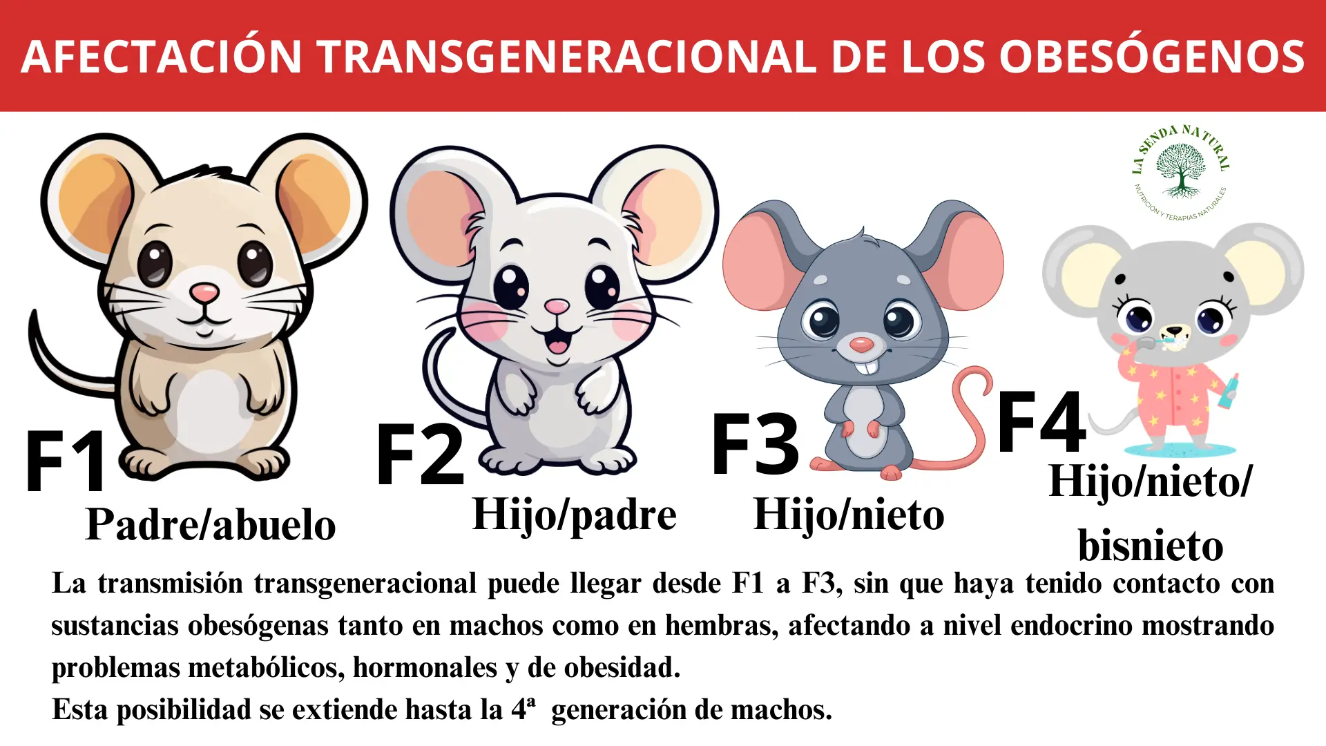 afectación transgeneracional de los obesógenos