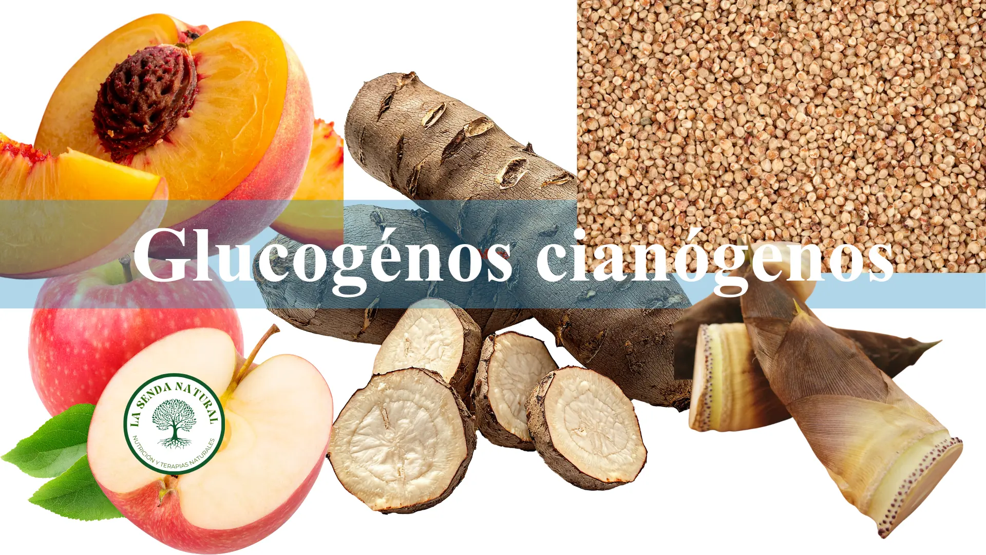 glucósidos cianógenos