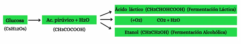 fermentación