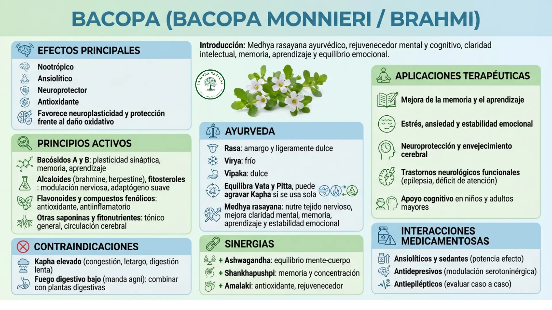 Infografía médica Bacopa monnieri-Brahmi