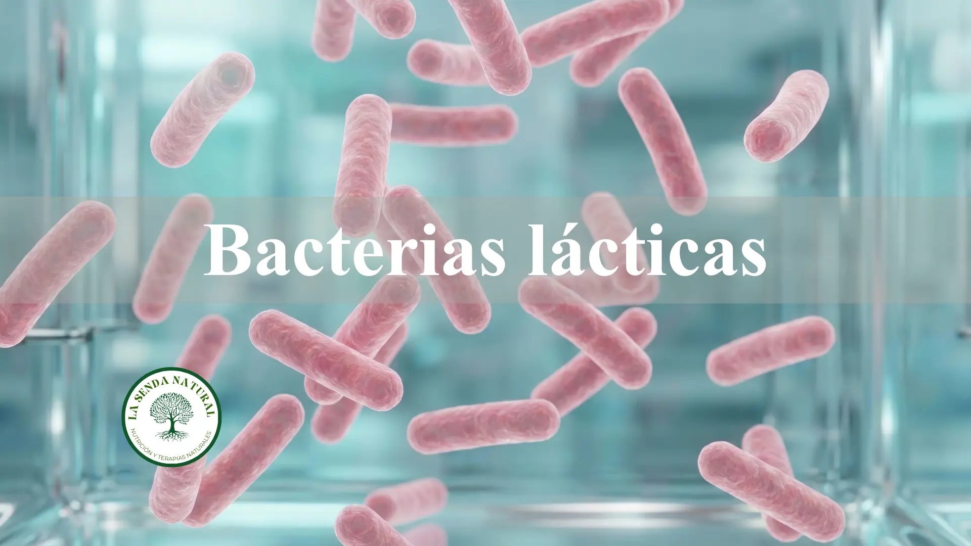 Bacterias lacticas