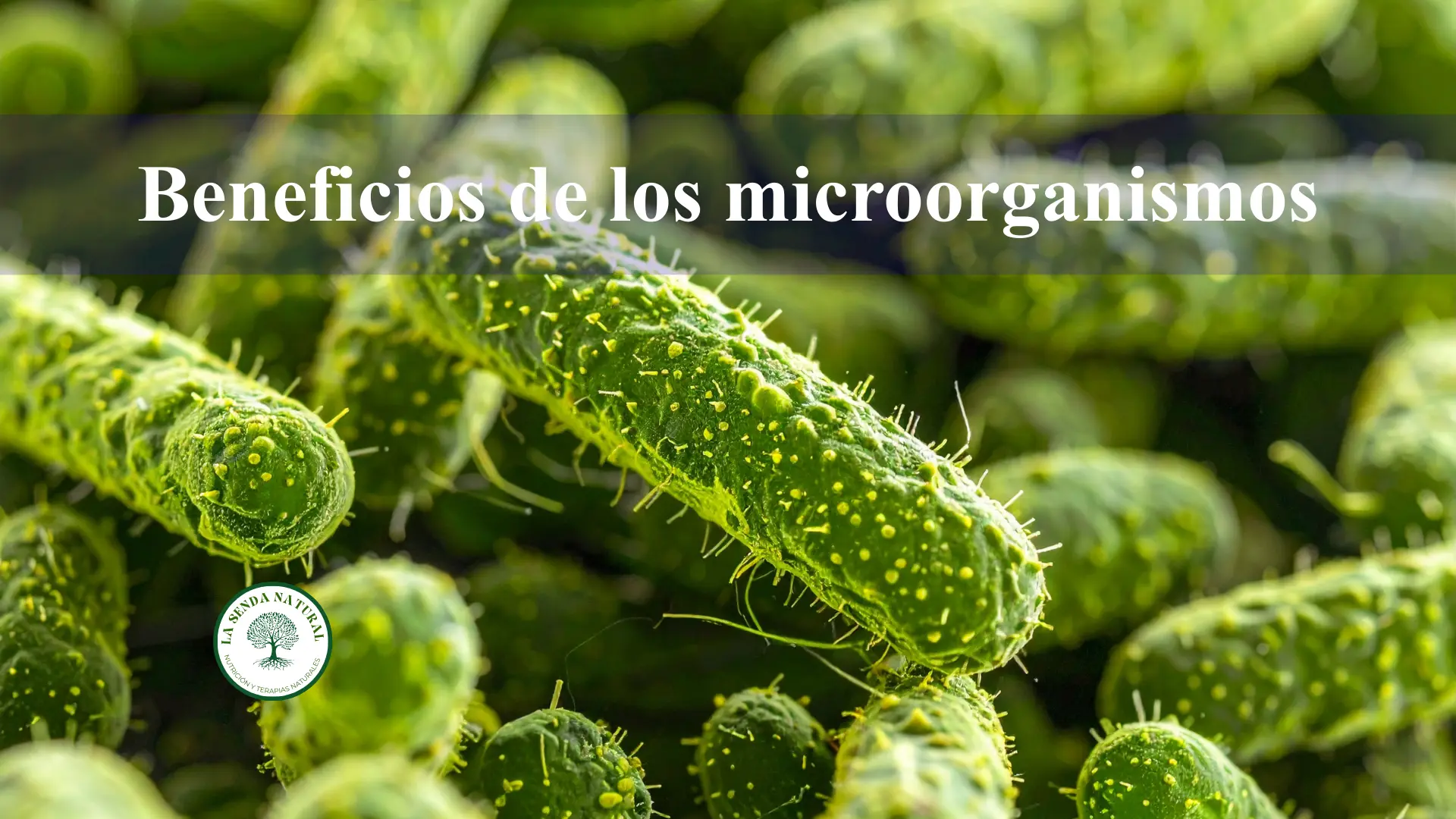 Beneficios de los microorganismos