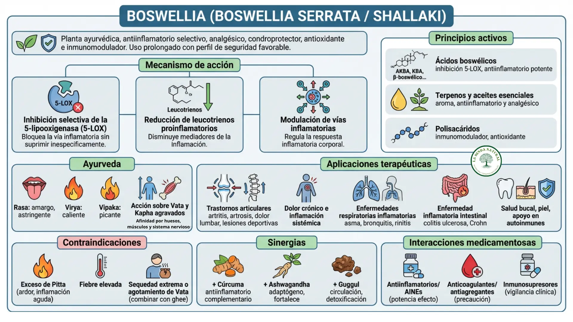 Boswellia serrata infografía