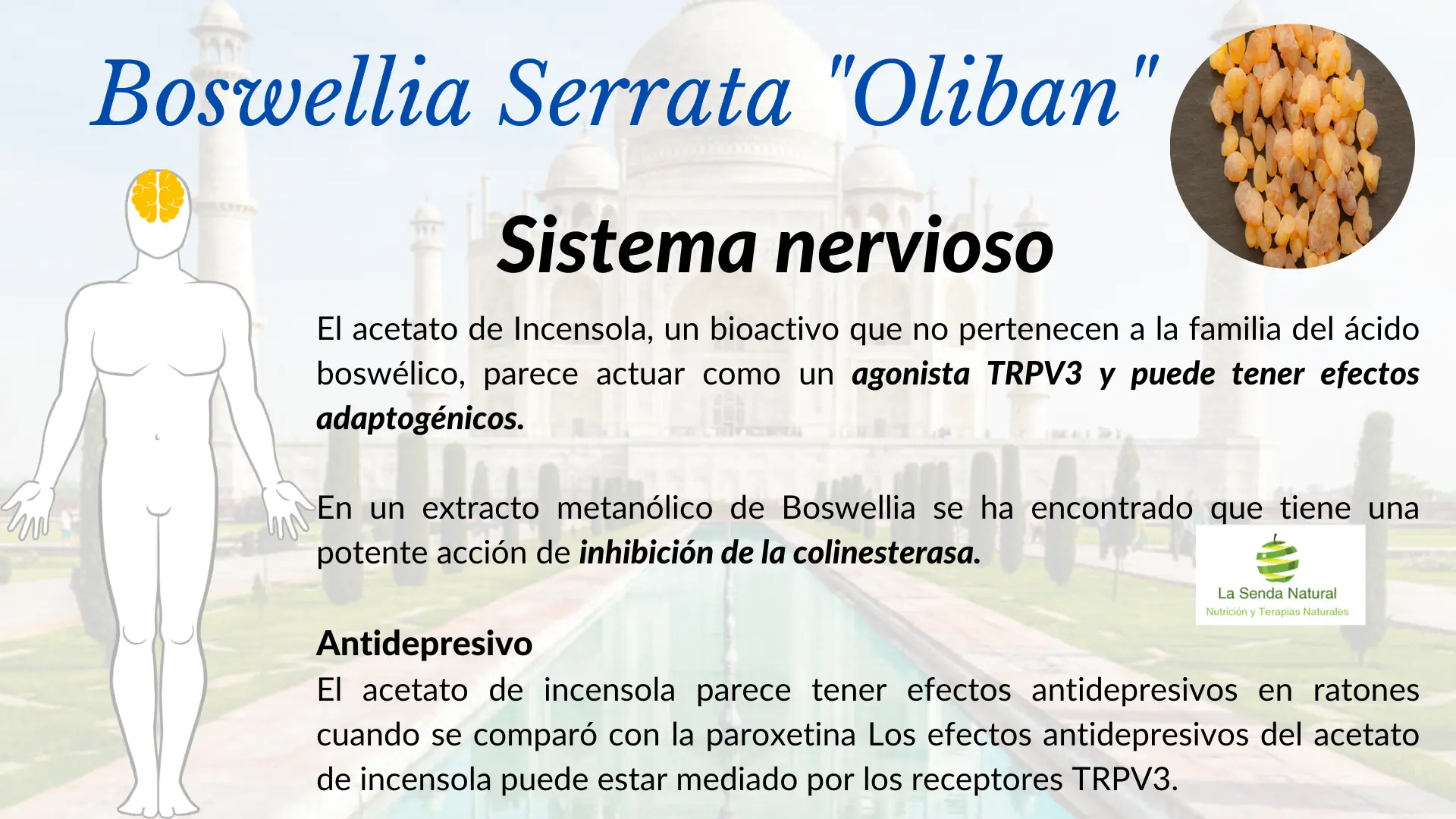 Boswellia y sistema nervioso