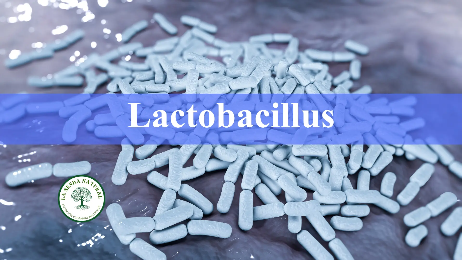 Lactobacillus