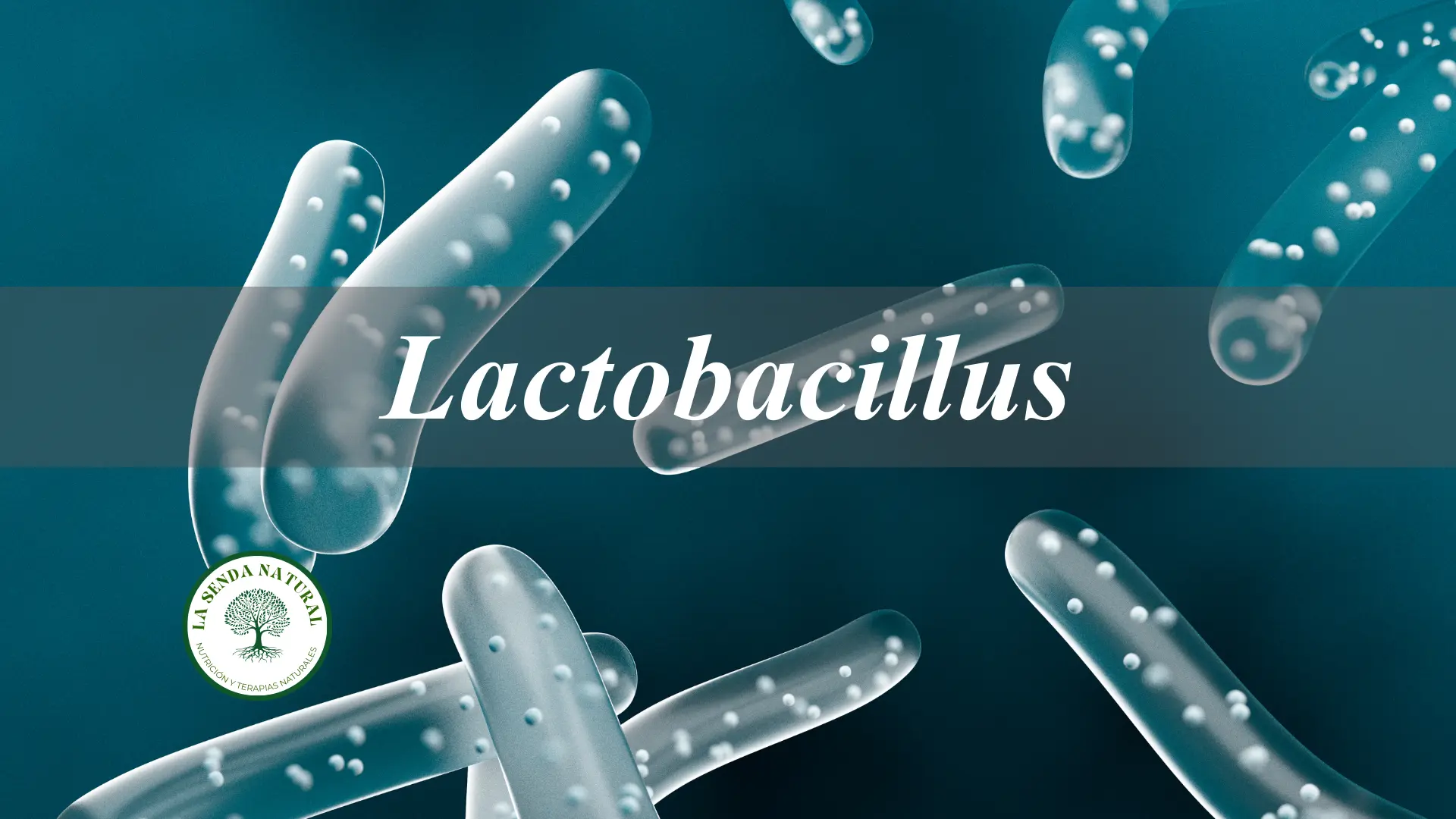 Lactobacillus
