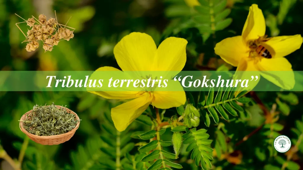 Qué es el Tribulus terrestris