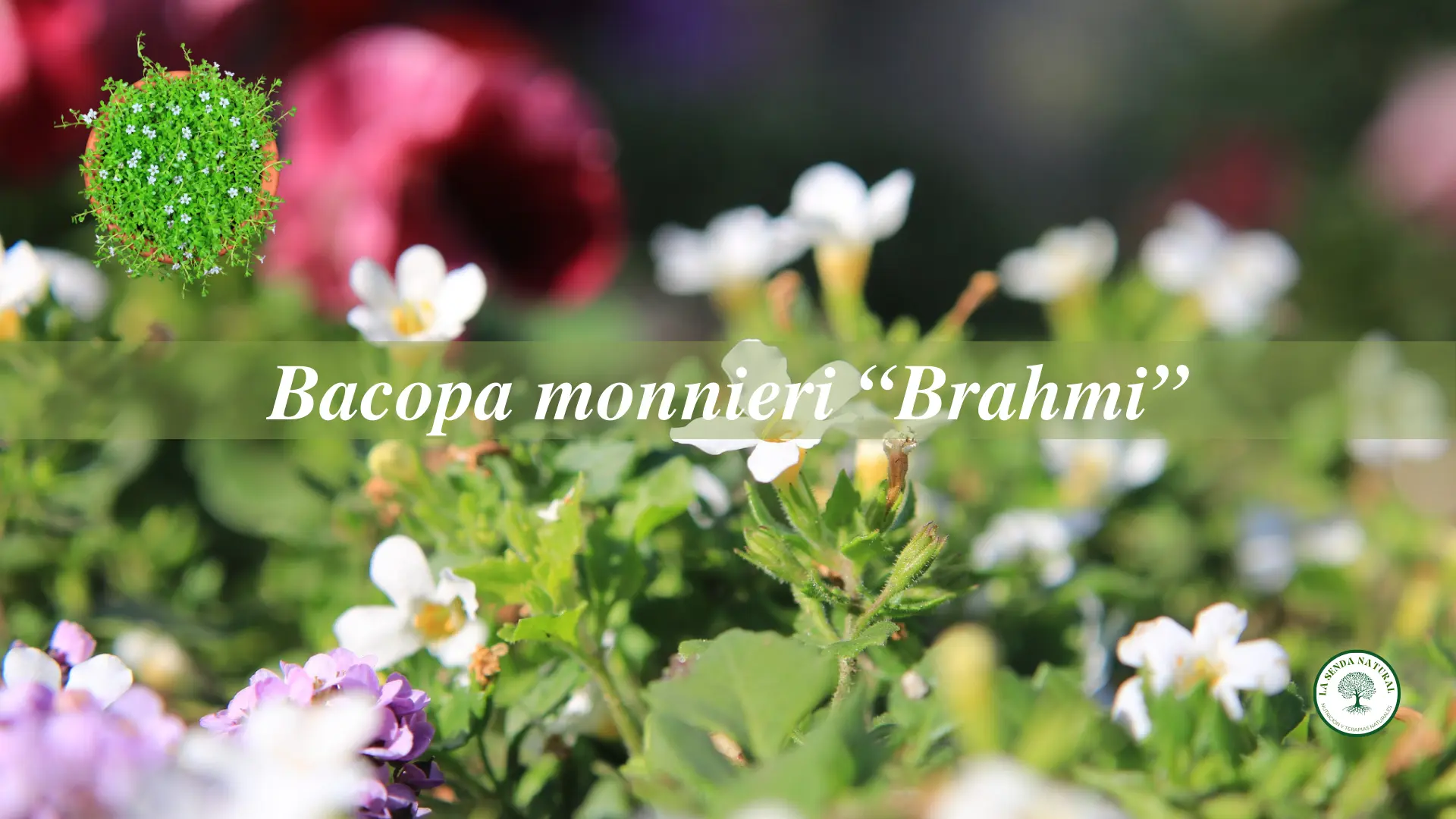 Qué es la Bacopa monnieri