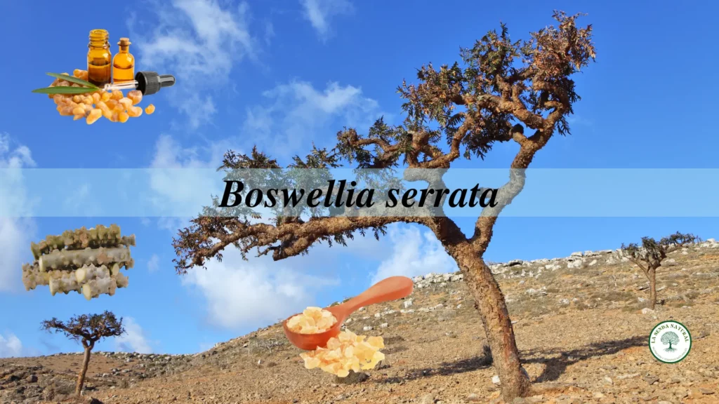 Qué es la boswellia