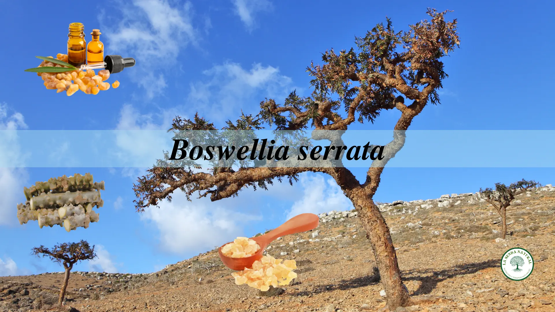 Qué es la boswellia
