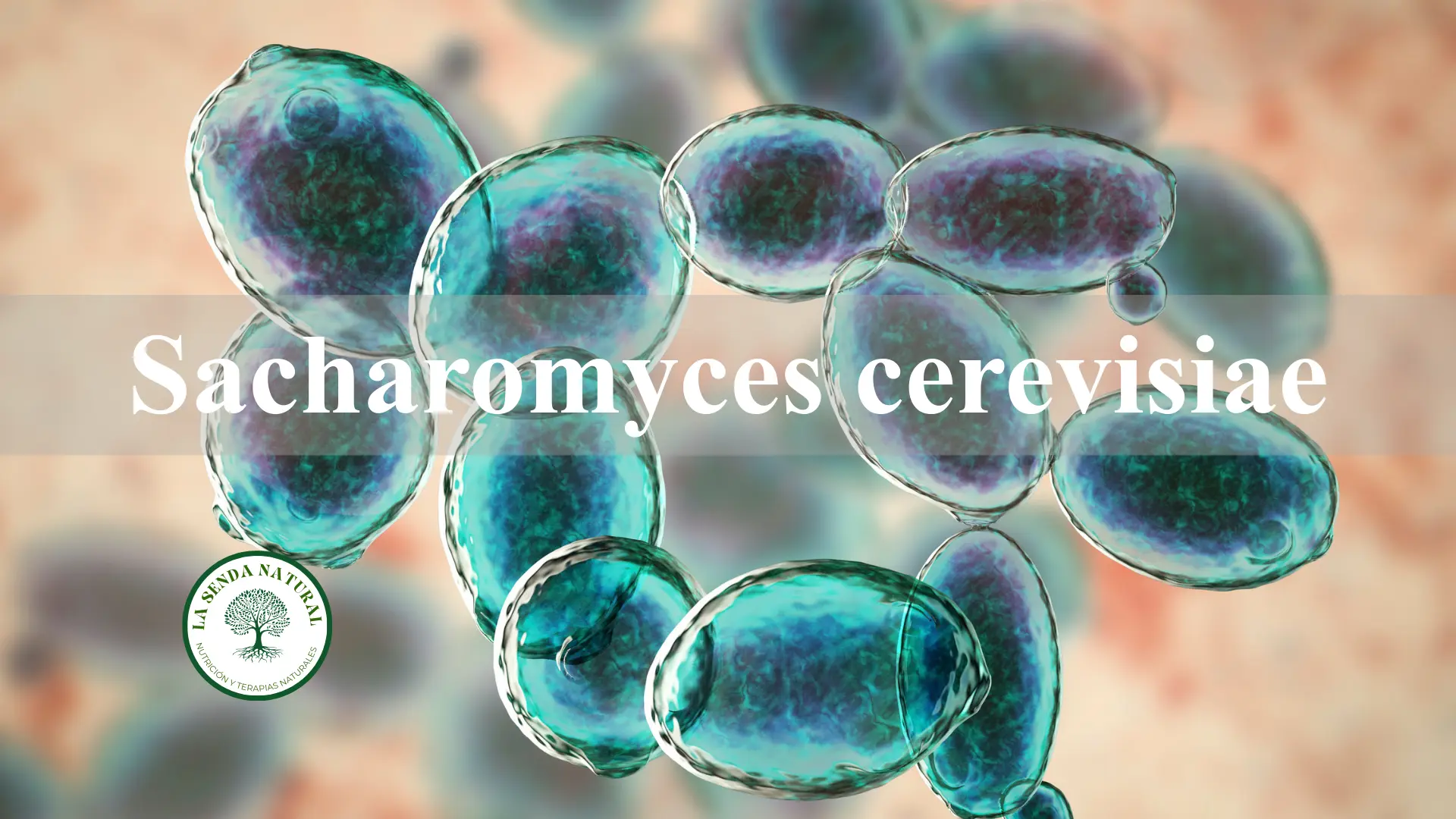 Sacharomyces cerevisiae