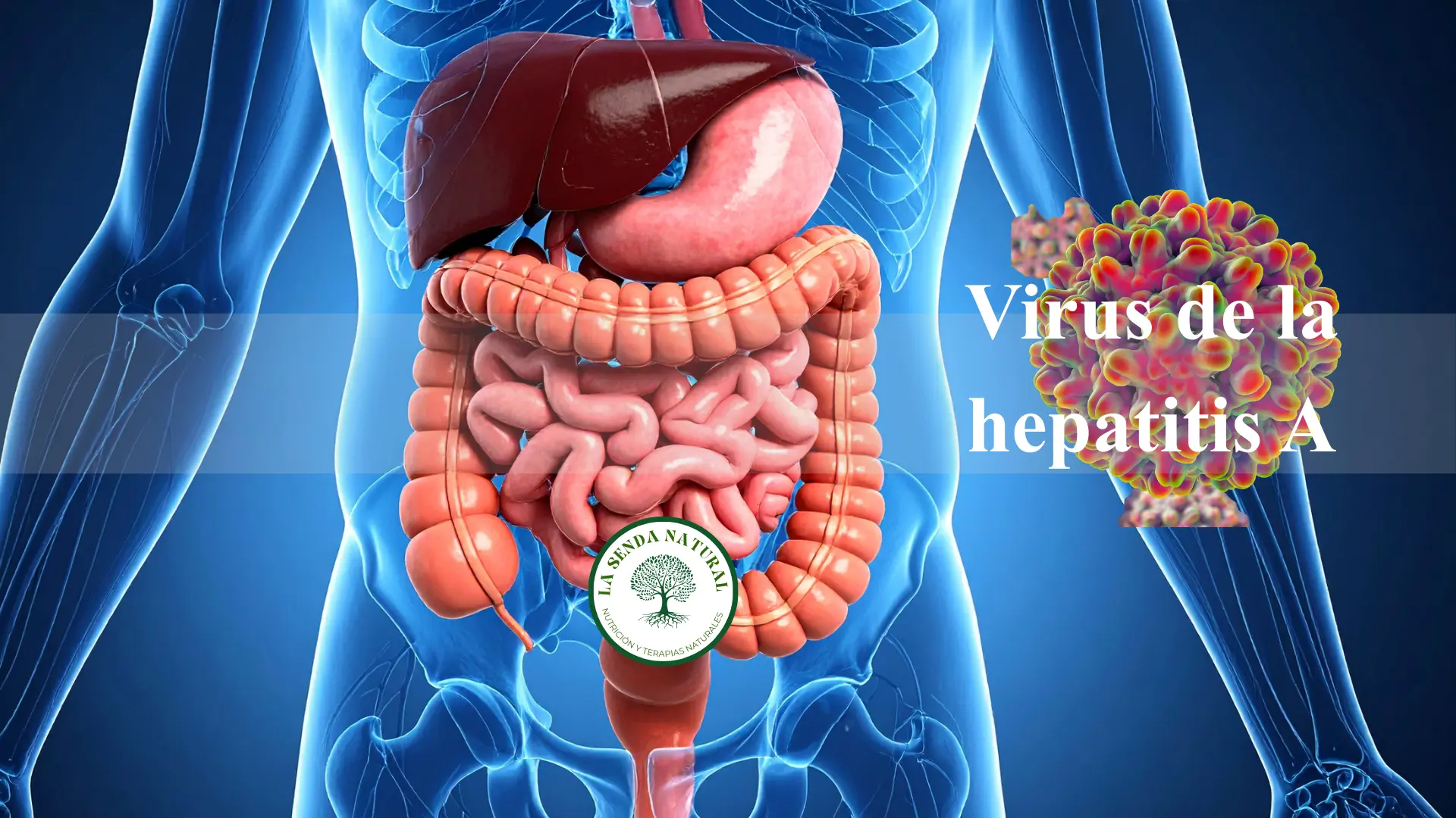 Virus de la hepatitis A