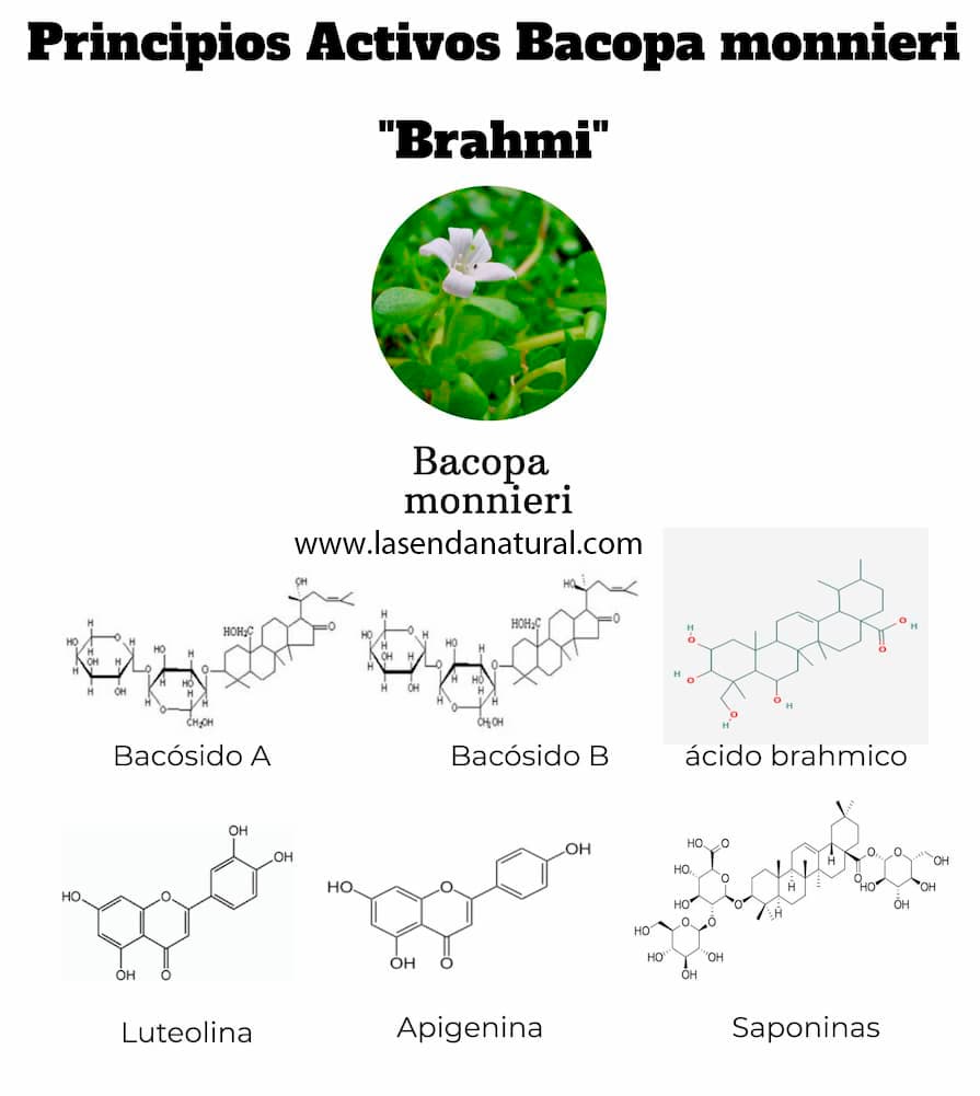 principios activos de la 
 bacopa