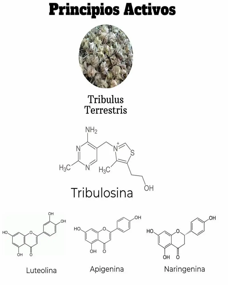 principios activos del tribulus terrestris- Gokshura
