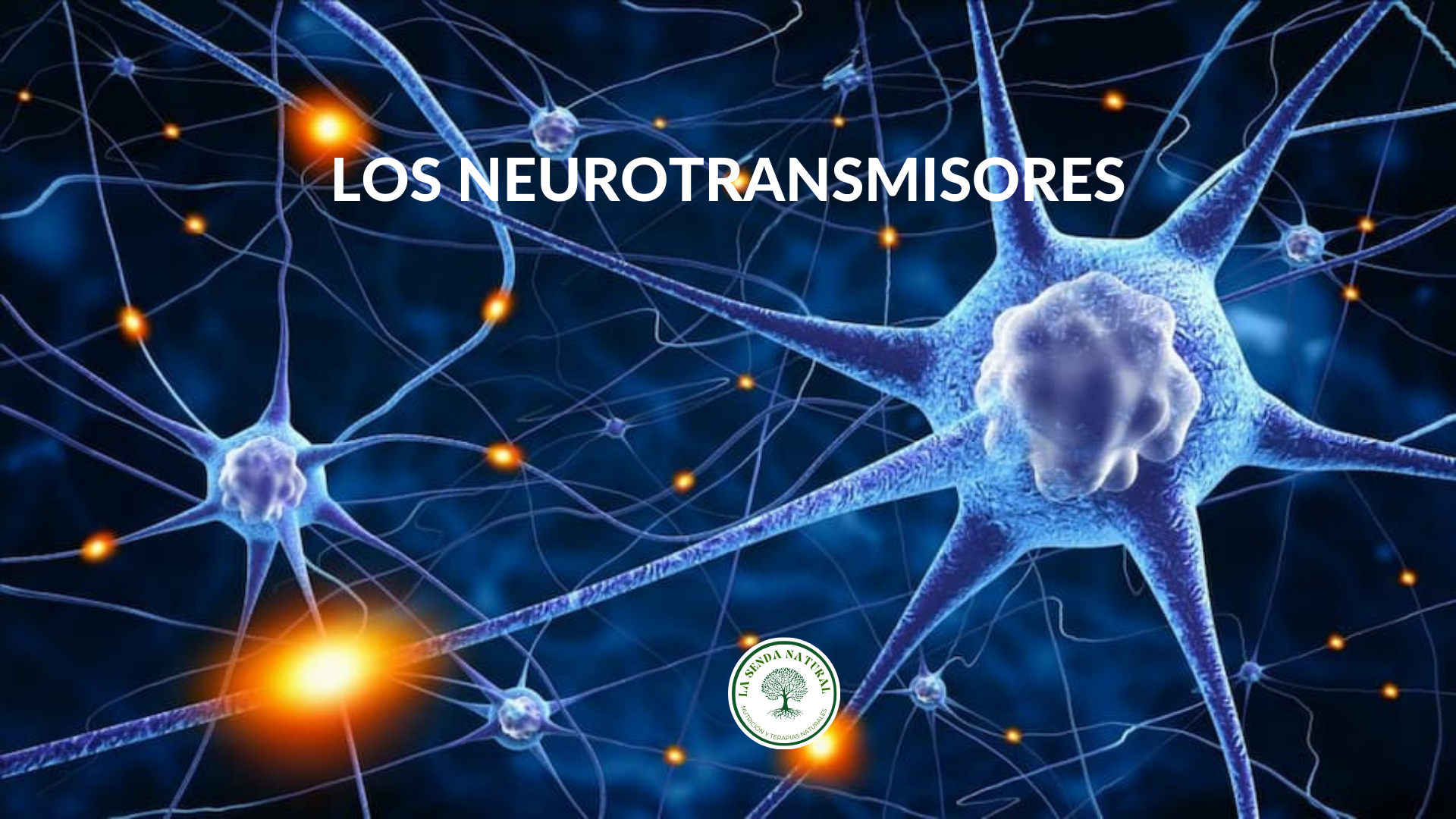 QUE SON LOS NEUROTRANSMISORES 