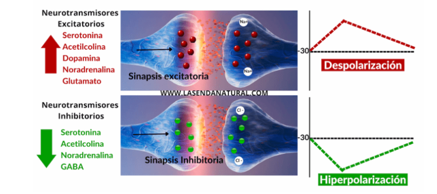 POLARIZACIÓN NEUROTRANSMISORES