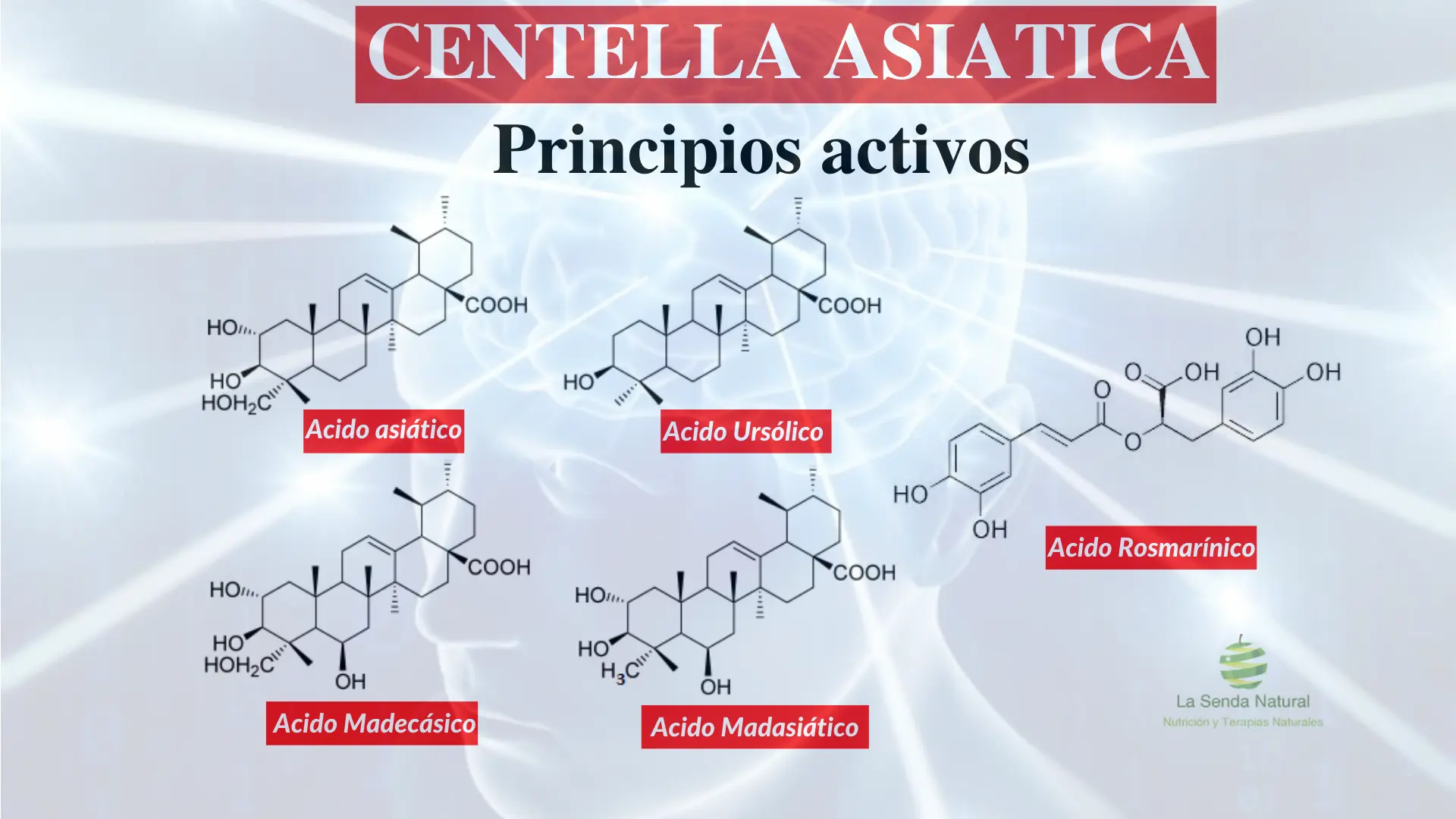 Principios activos de la Centella asiática