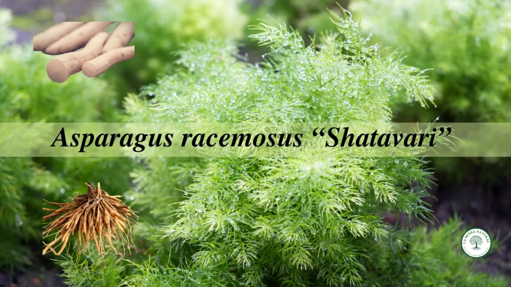 Asparagus racemosus-Shatavari, usos, beneficios