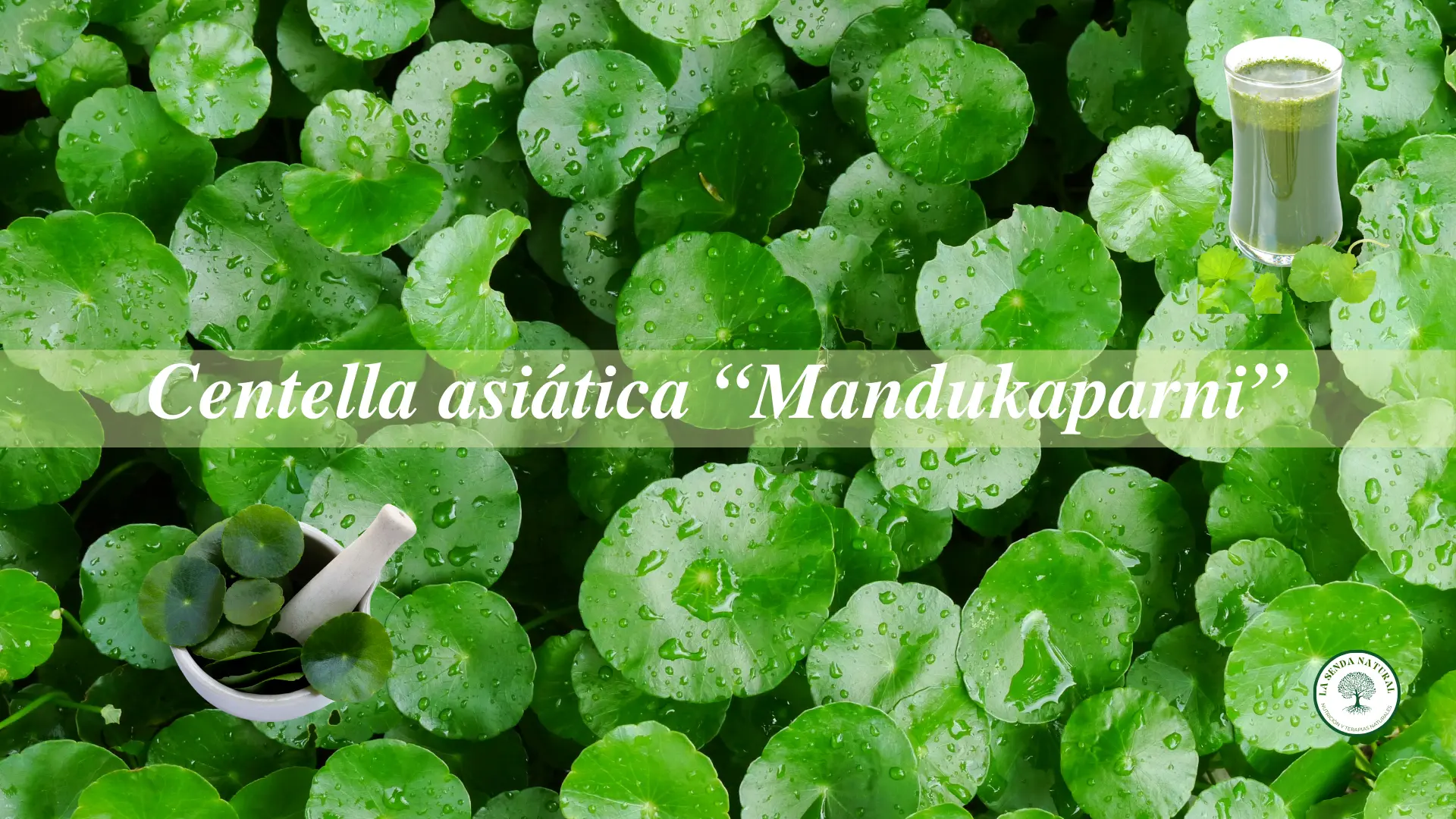 Qué es la centella asiática