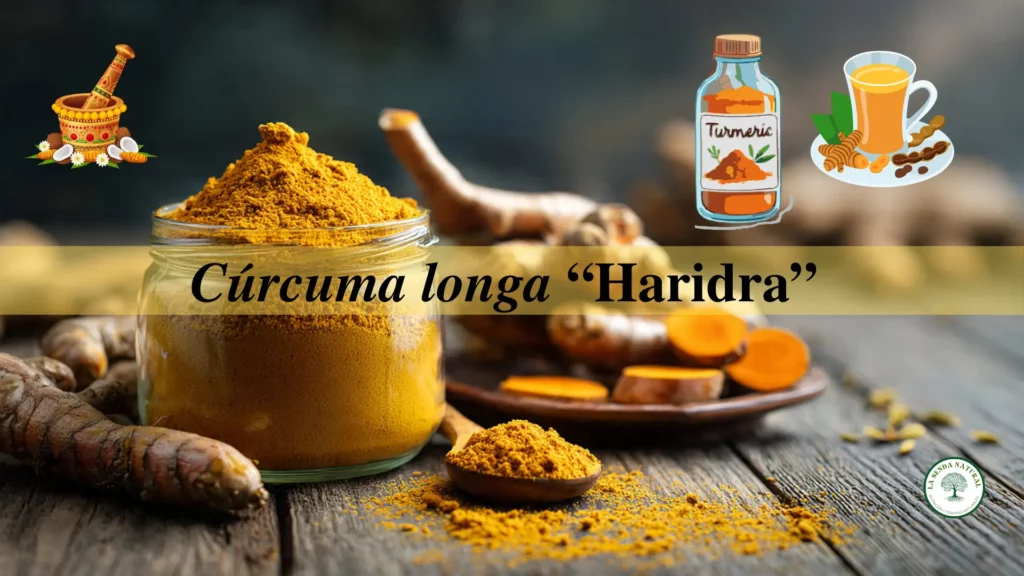 Qué es la cúrcuma longa