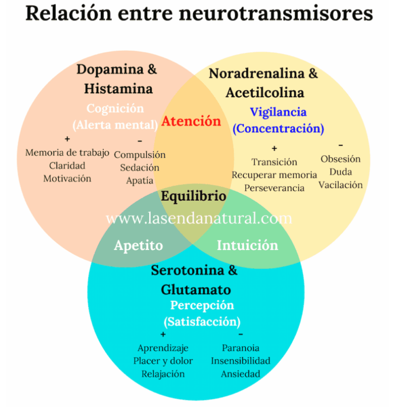 RELACION ENTRE NEUROTRANSMISORES