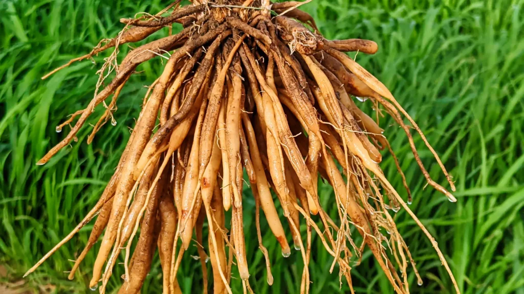 Raíz de asparagus racemosus