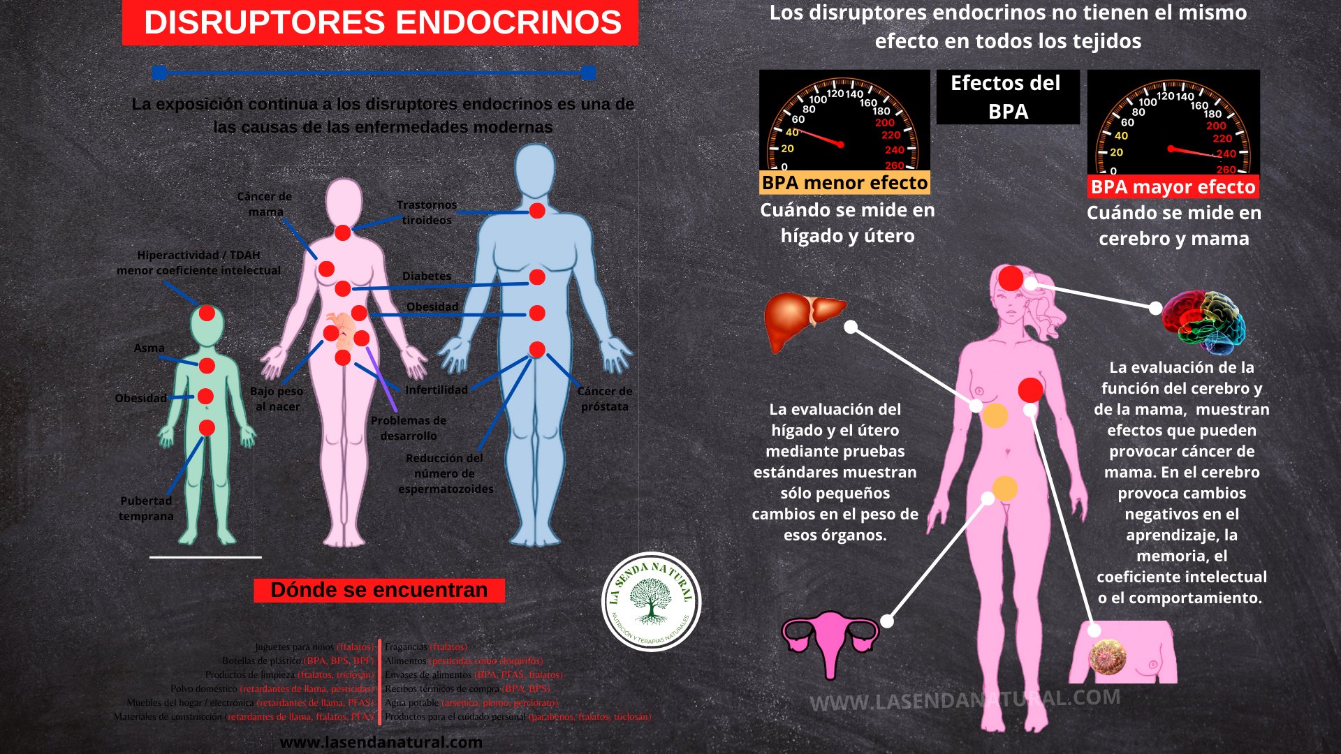Disruptores endocrinos