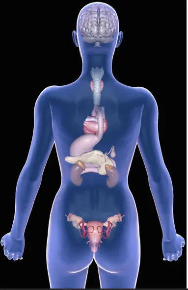 Acupuntura para perder peso