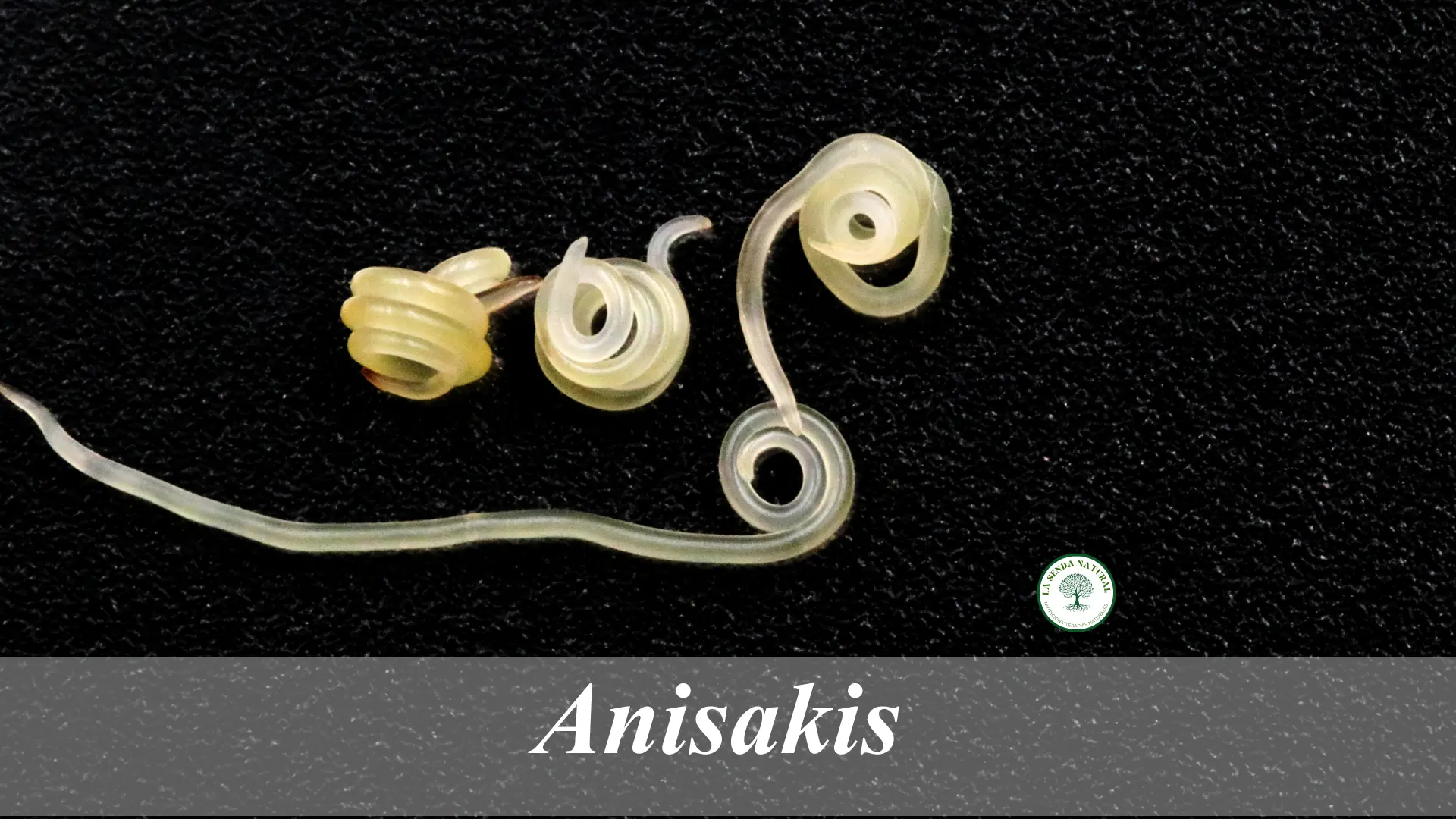 Anisakis