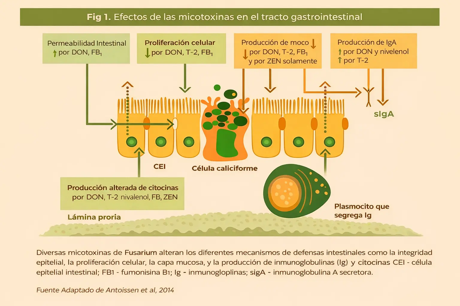 Efectos de las micotoxinas