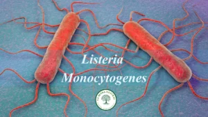 Listeria Monocytogenes