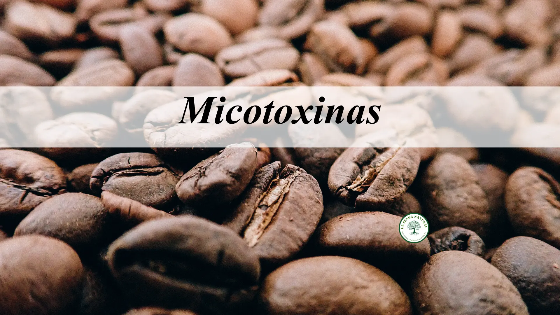 Micotoxinas en el café