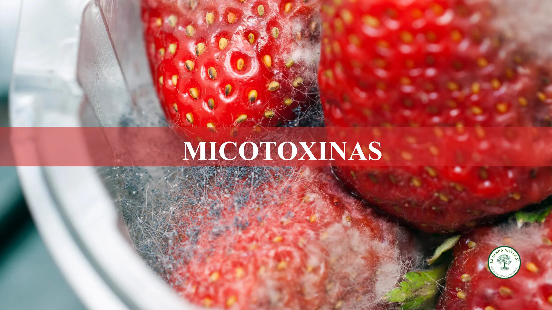 Qué son las micotoxinas