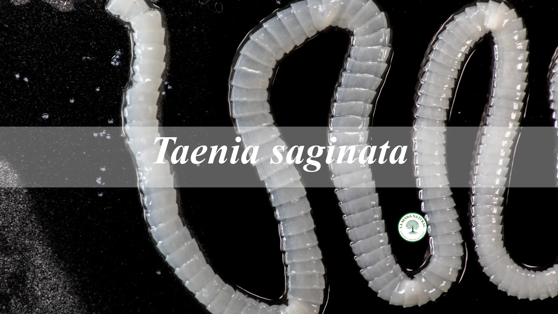 Tenia saginata
