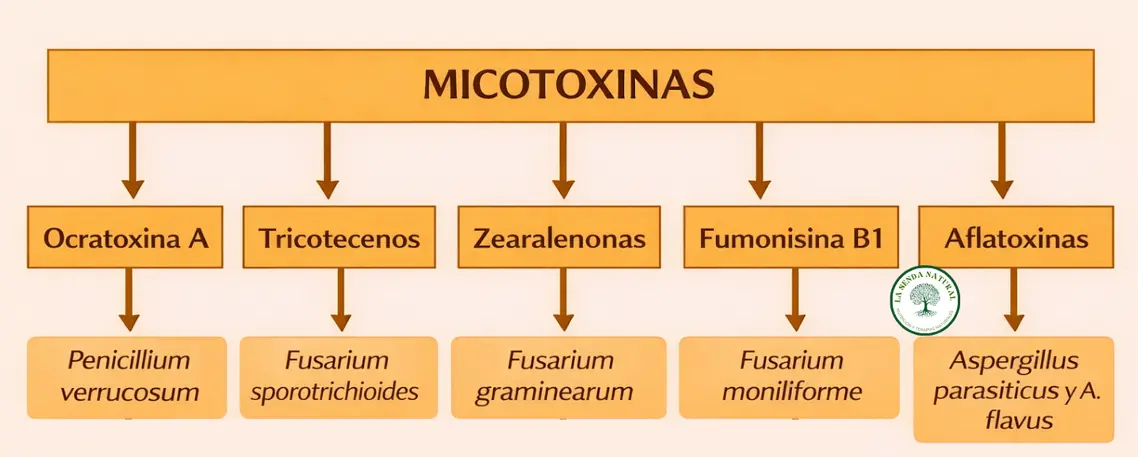 Tipos de micotoxinas