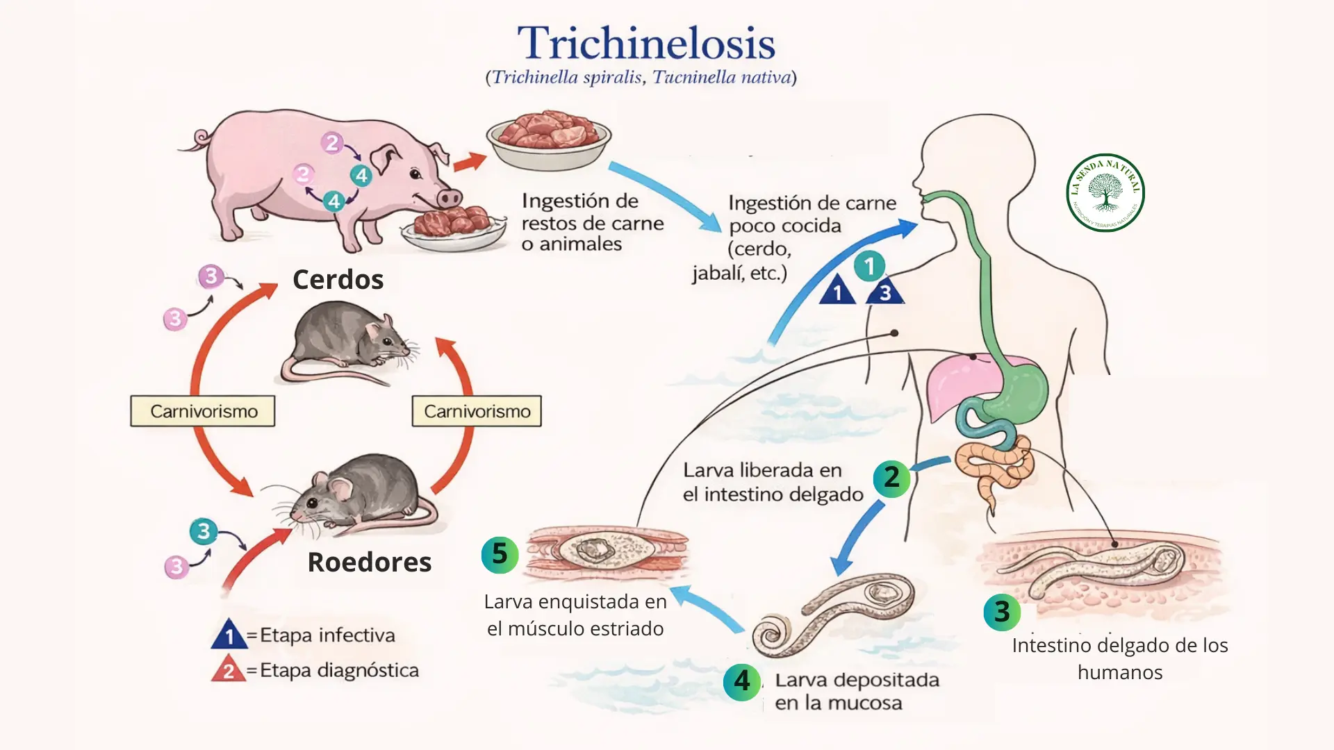 ciclo de la trichinella