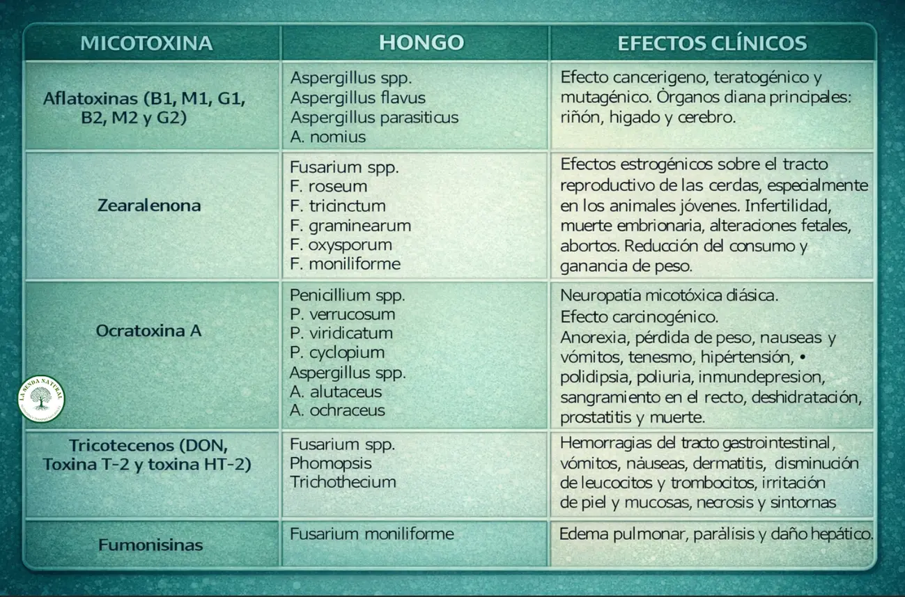micotoxinas y efectos negativos en el organismo